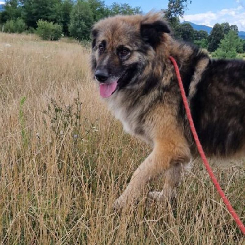 SULLEY - Chien à adopter - photo 5