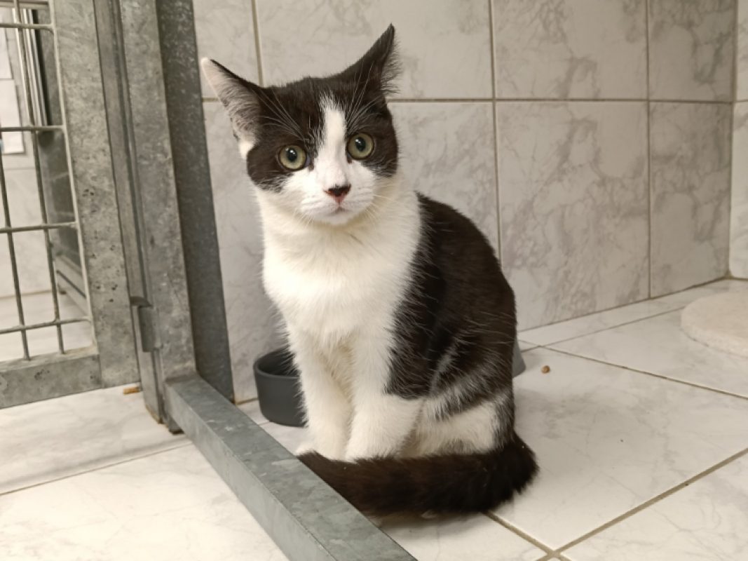 Camomille - Chat Européen à adopter