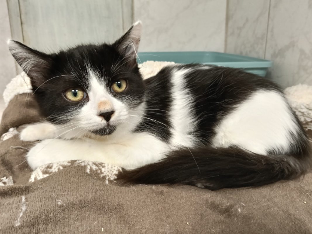 Myrtille - Chat Européen à adopter