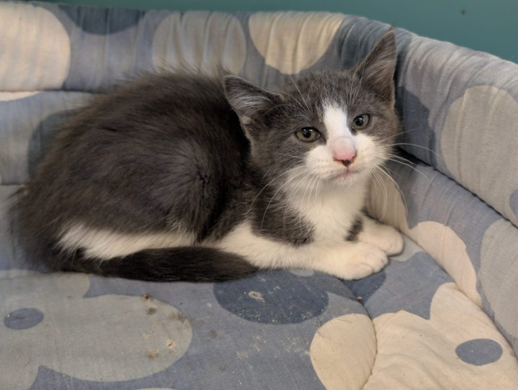 ShaÏna - Chat Européen à adopter