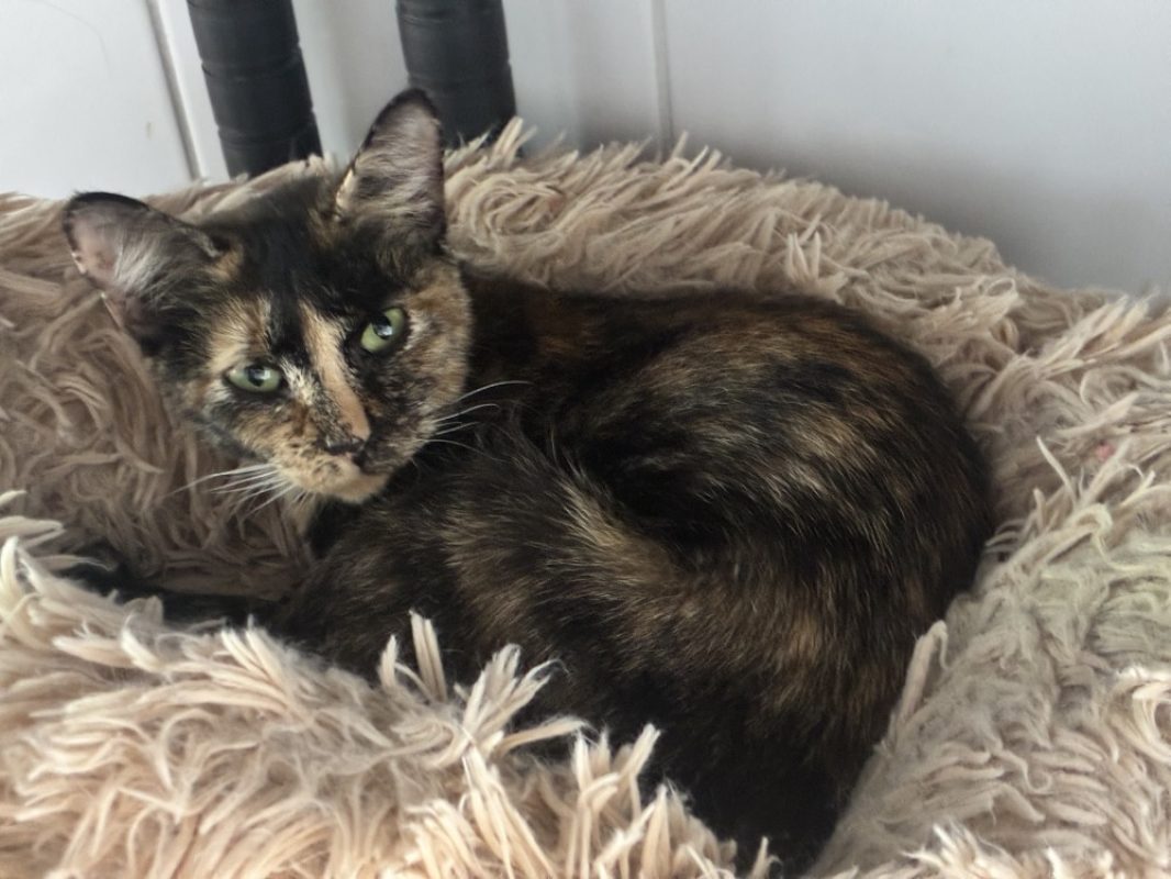Nova - Chat Européen à adopter