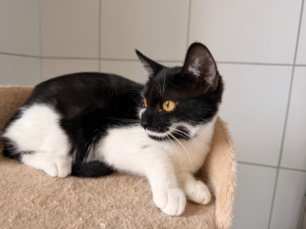 Bloody - Chat Européen à adopter