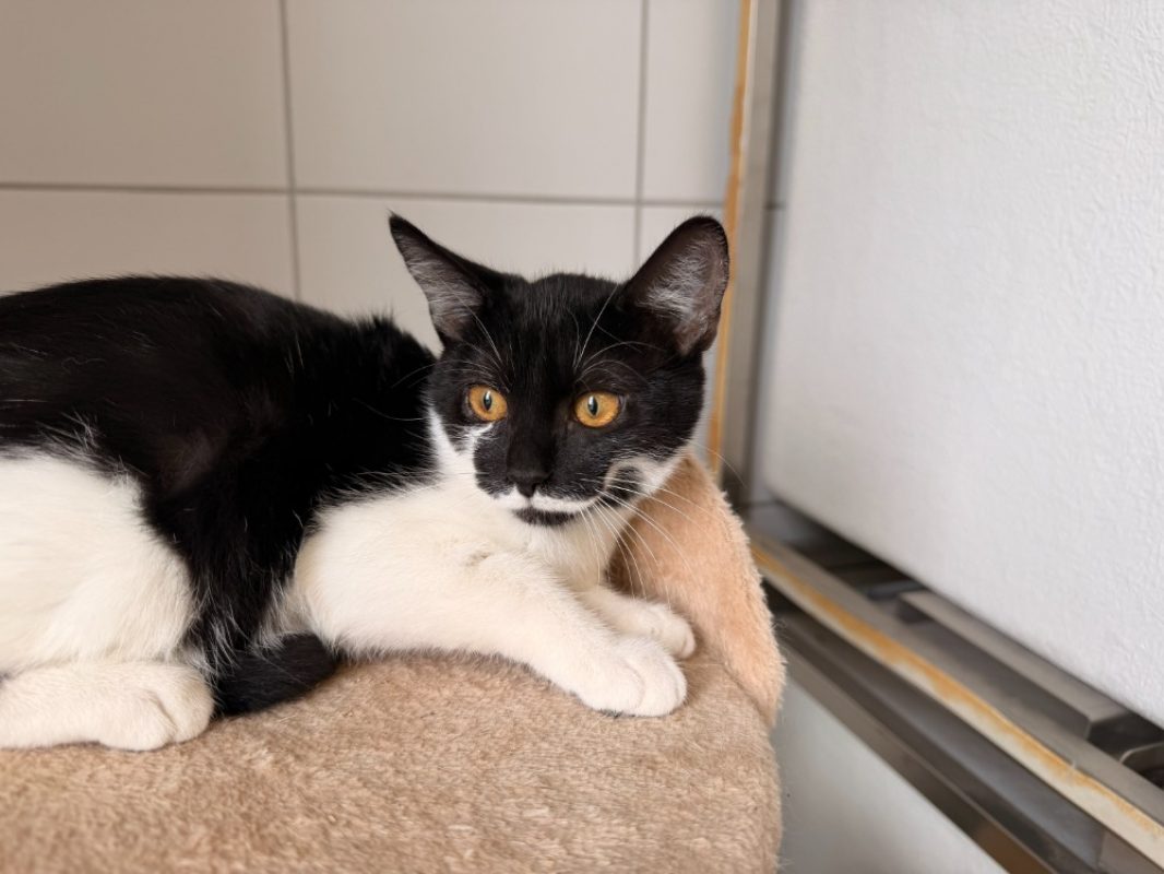 Bloody - Chat Européen à adopter - photo 2