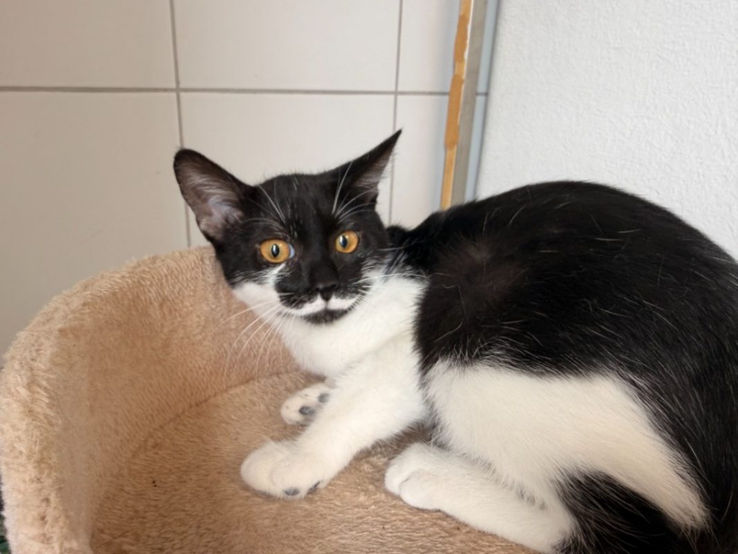 Bloody - Chat Européen à adopter - photo 3