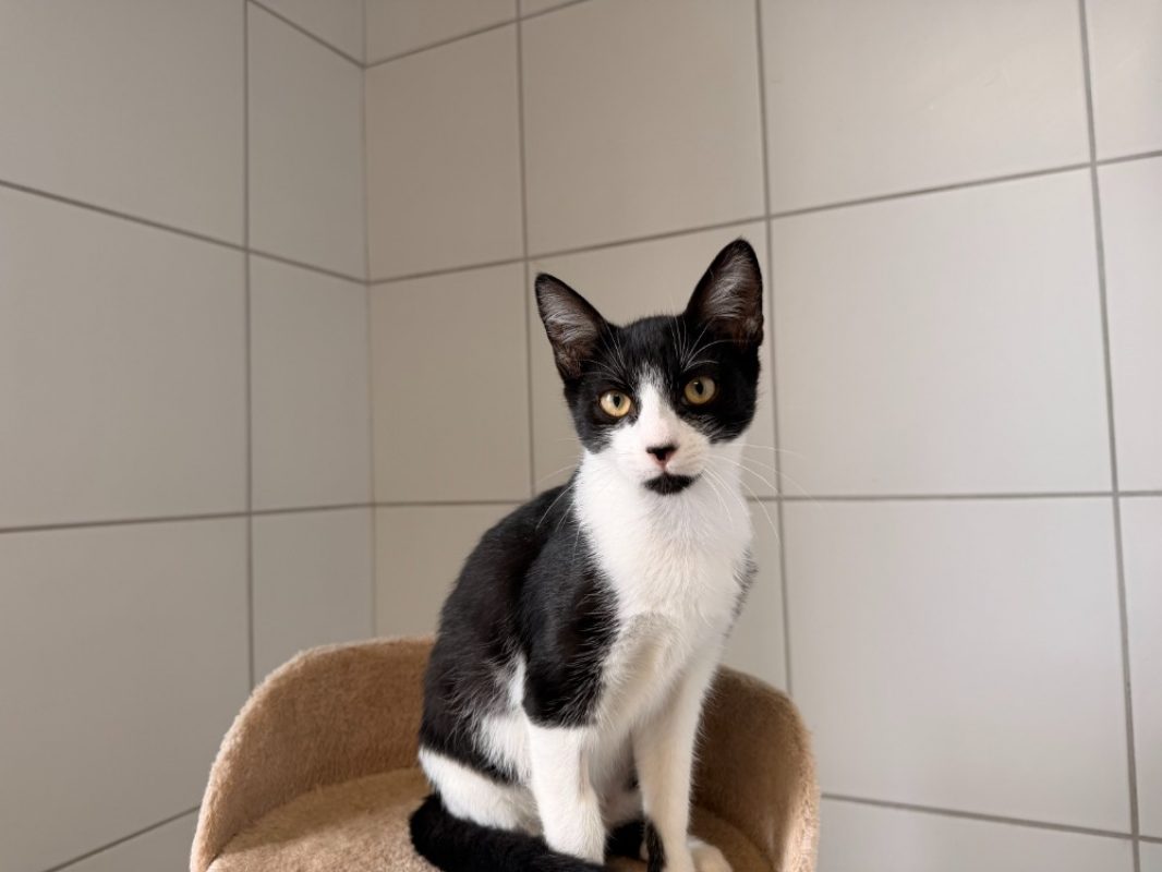 Berry - Chat Européen à adopter