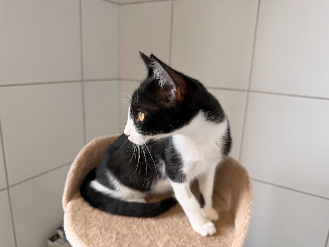 Berry - Chat Européen à adopter - photo 2