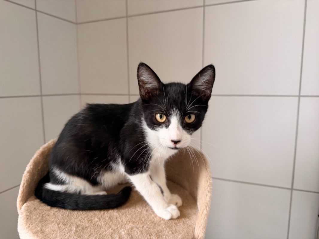Berry - Chat Européen à adopter - photo 3