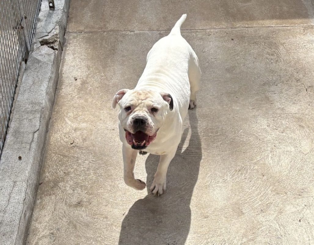 Kalash - Chien American Bully à adopter