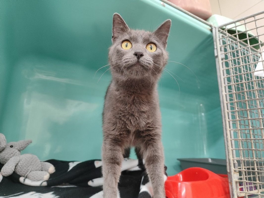 Namie - Chat Européen à adopter