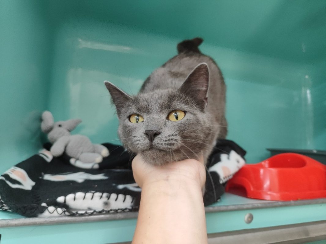Namie - Chat Européen à adopter - photo 2