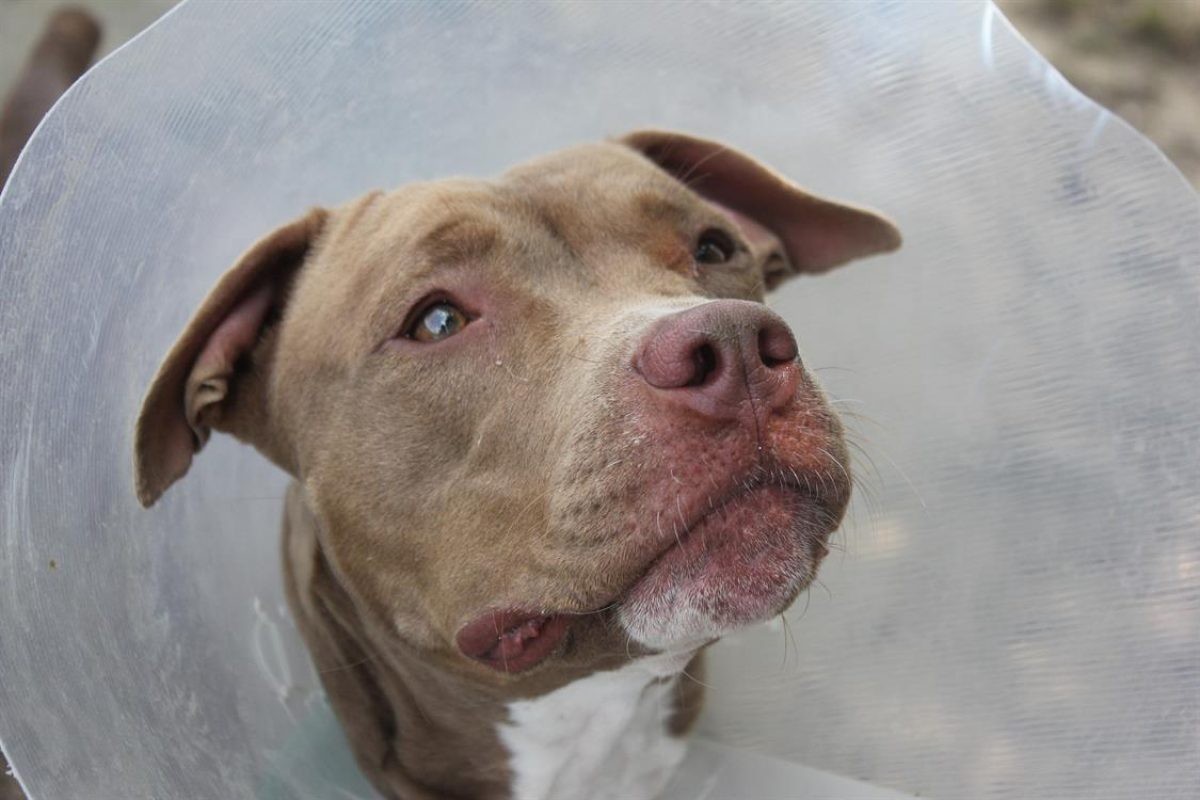 Aika a trouve sa famille - Chien à adopter - photo 2