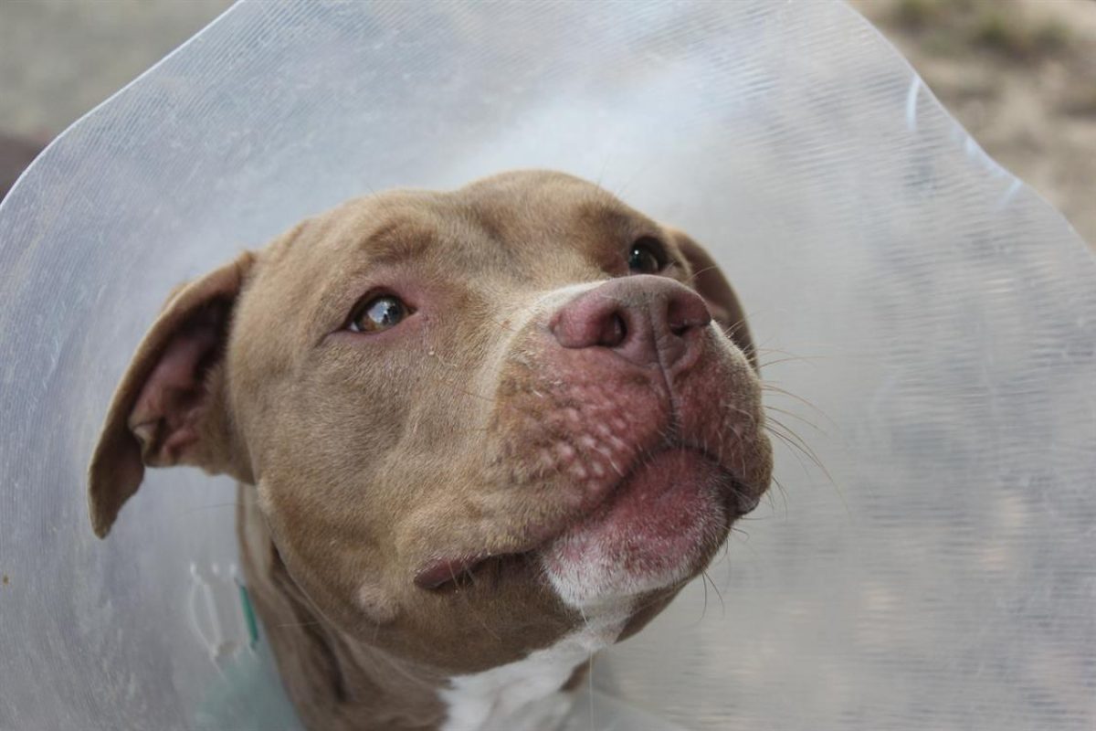 Aika a trouve sa famille - Chien à adopter - photo 3