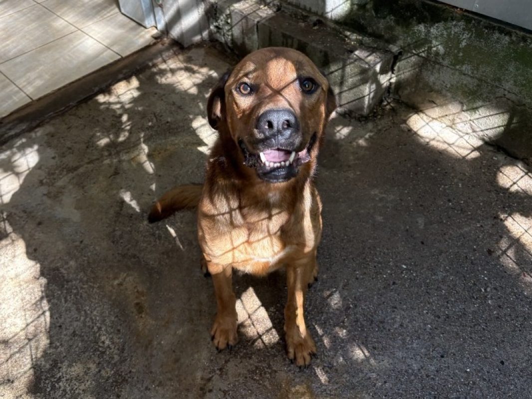 Tao - Chien à adopter