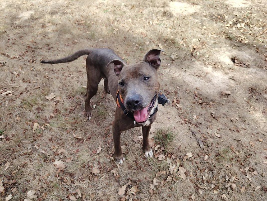 Pongo - Chien à adopter