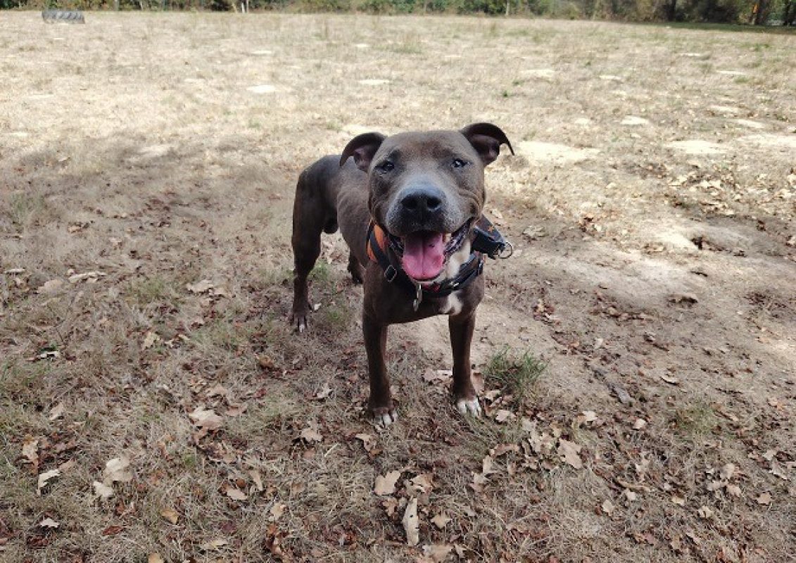 Pongo - Chien à adopter - photo 2
