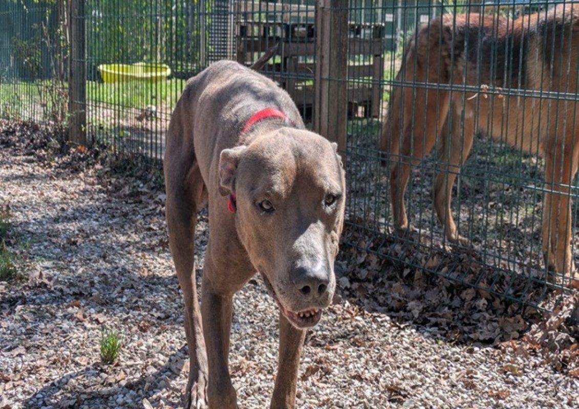 Pongo - Chien à adopter - photo 4
