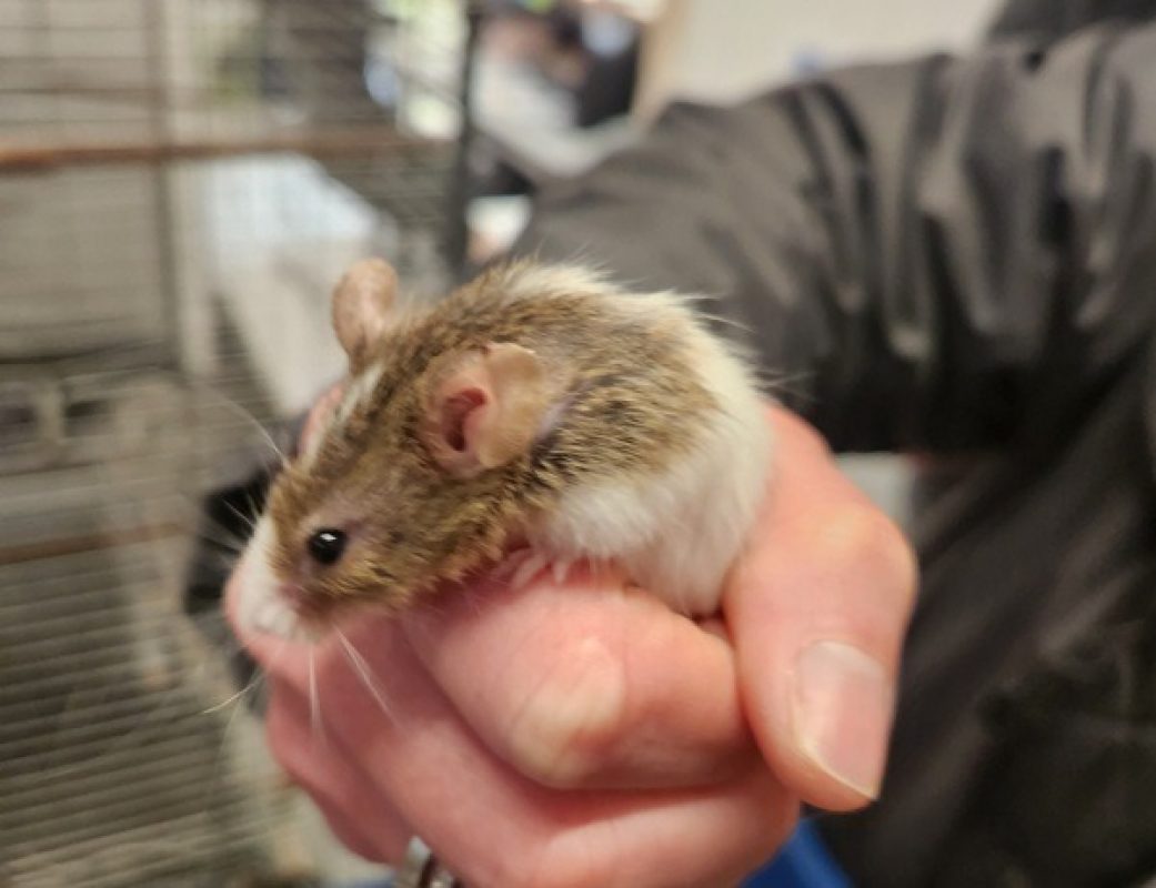 Mickey - Rongeur Souris à adopter