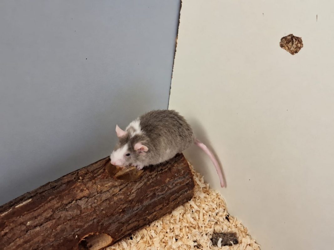 Mickey - Rongeur Souris à adopter