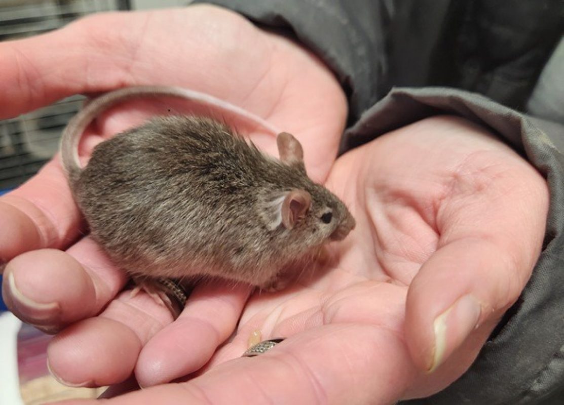 Starsky - Rongeur Souris à adopter