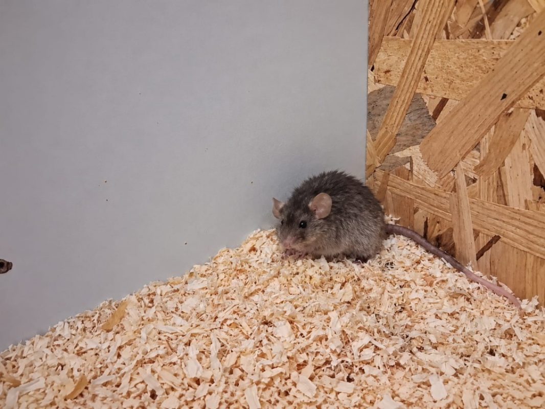 Starsky - Rongeur Souris à adopter