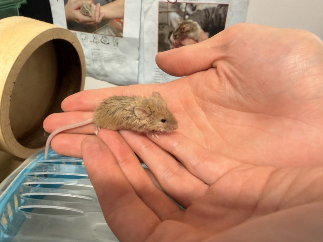 Calzone - Rongeur Souris à adopter
