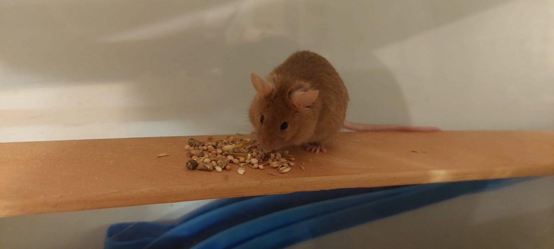 Calzone - Rongeur Souris à adopter - photo 2