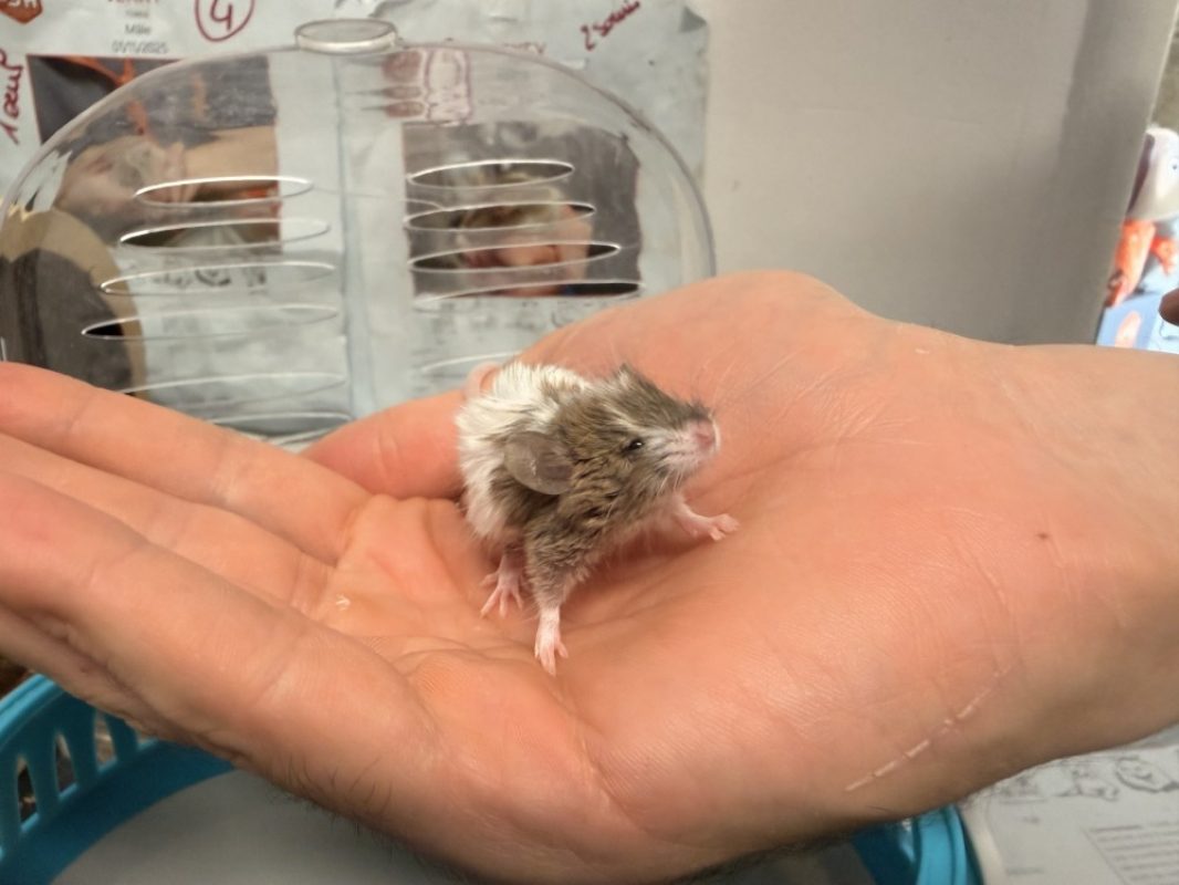 Salami - Rongeur Souris à adopter
