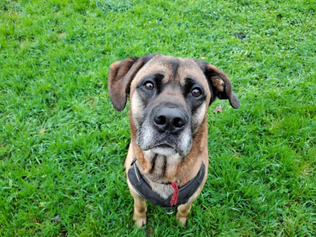Pirouette - Chien Berger à adopter