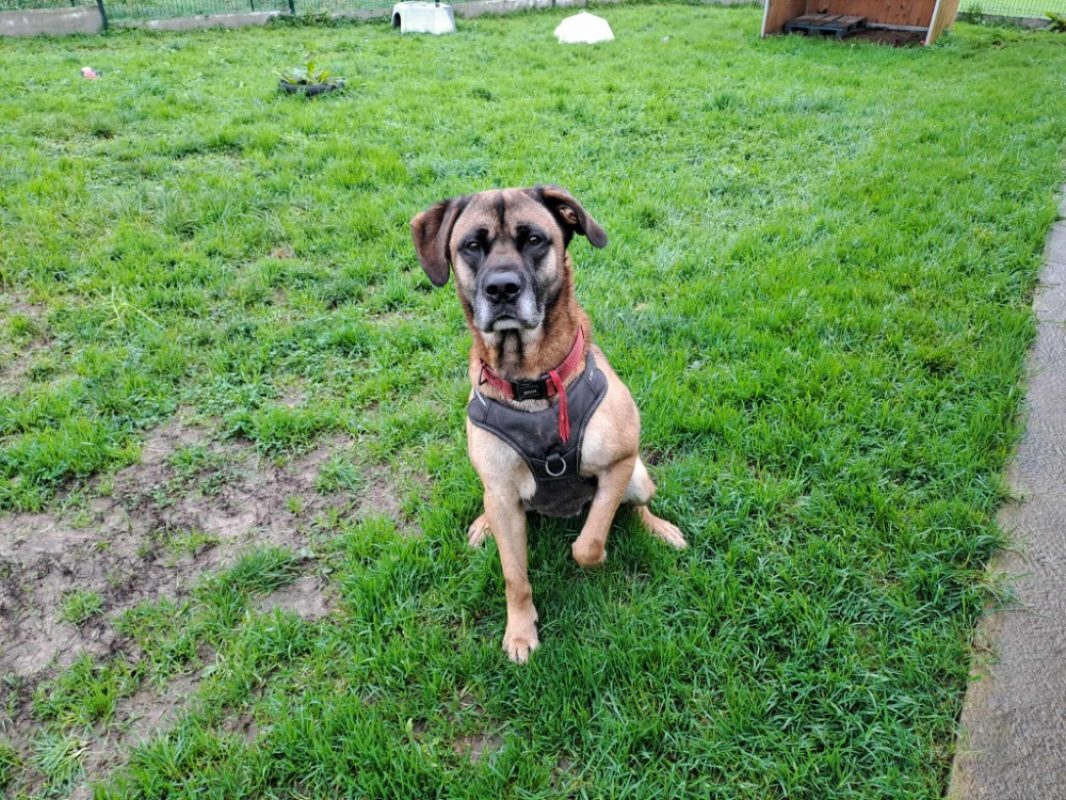 Pirouette - Chien Berger à adopter - photo 2