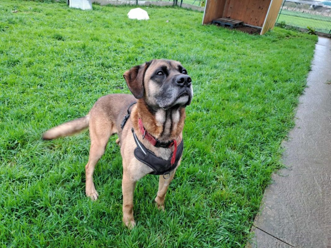 Pirouette - Chien Berger à adopter - photo 3