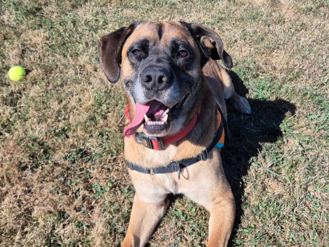Pirouette - Chien Berger à adopter