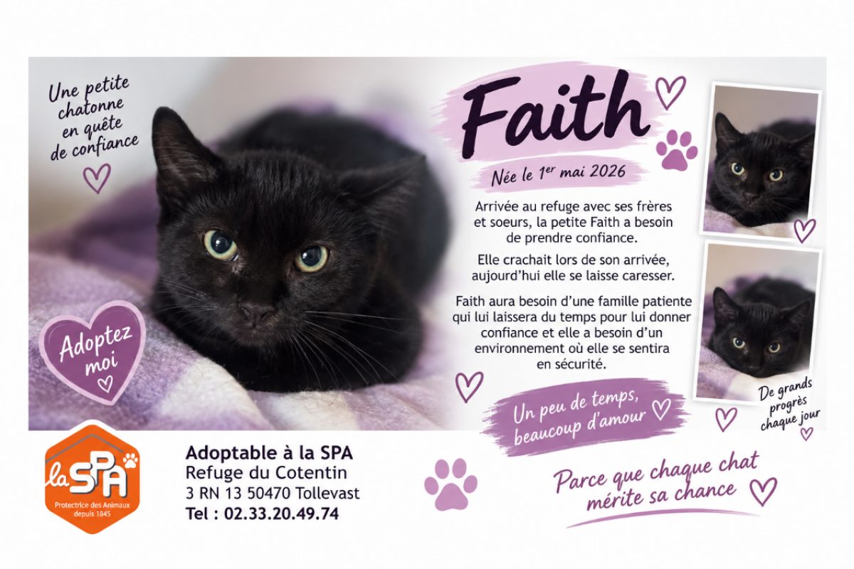 Faith - Chat Européen à adopter