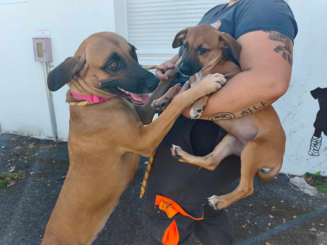Sydney - Chien Berger à adopter