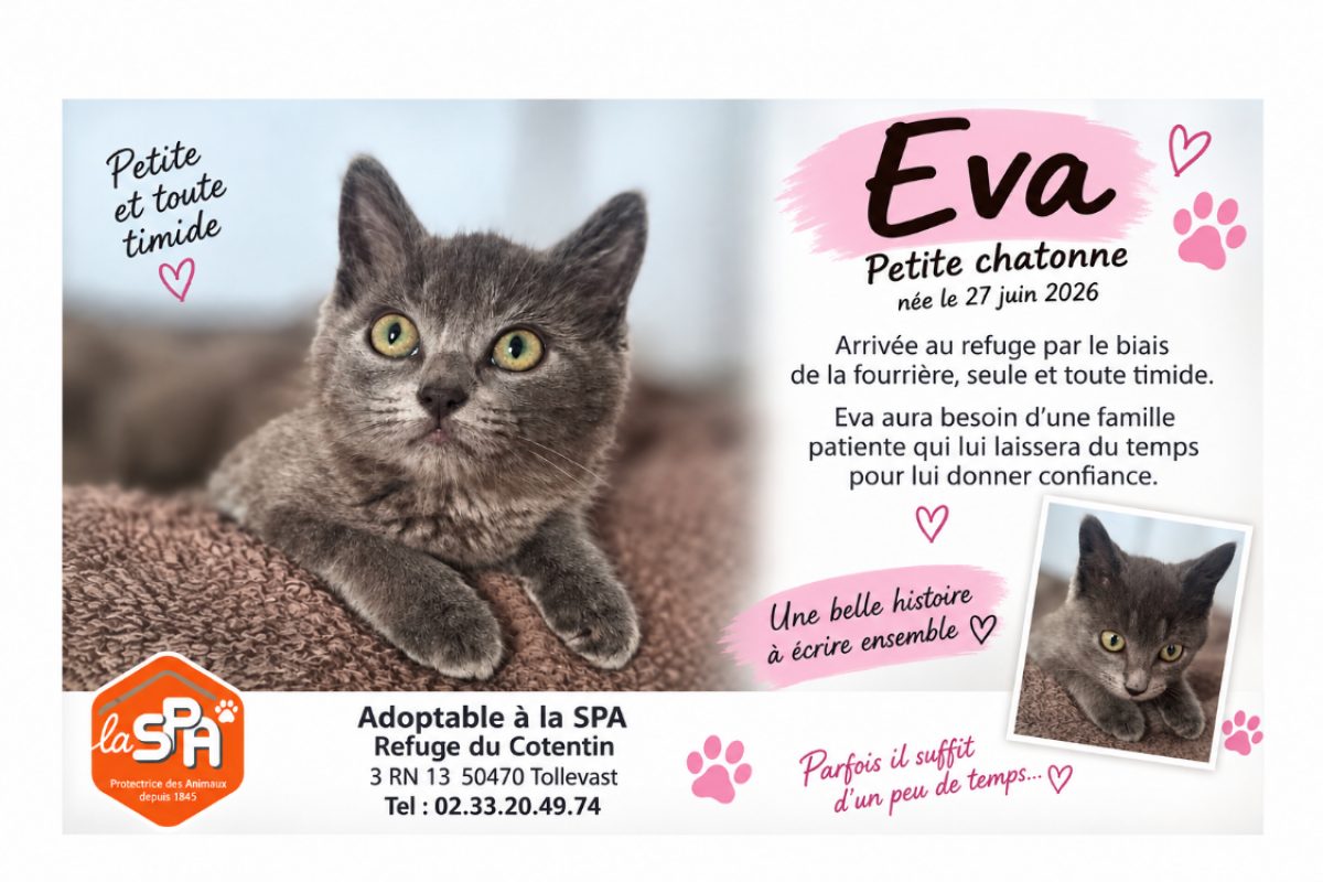 Eva - Chat Européen à adopter