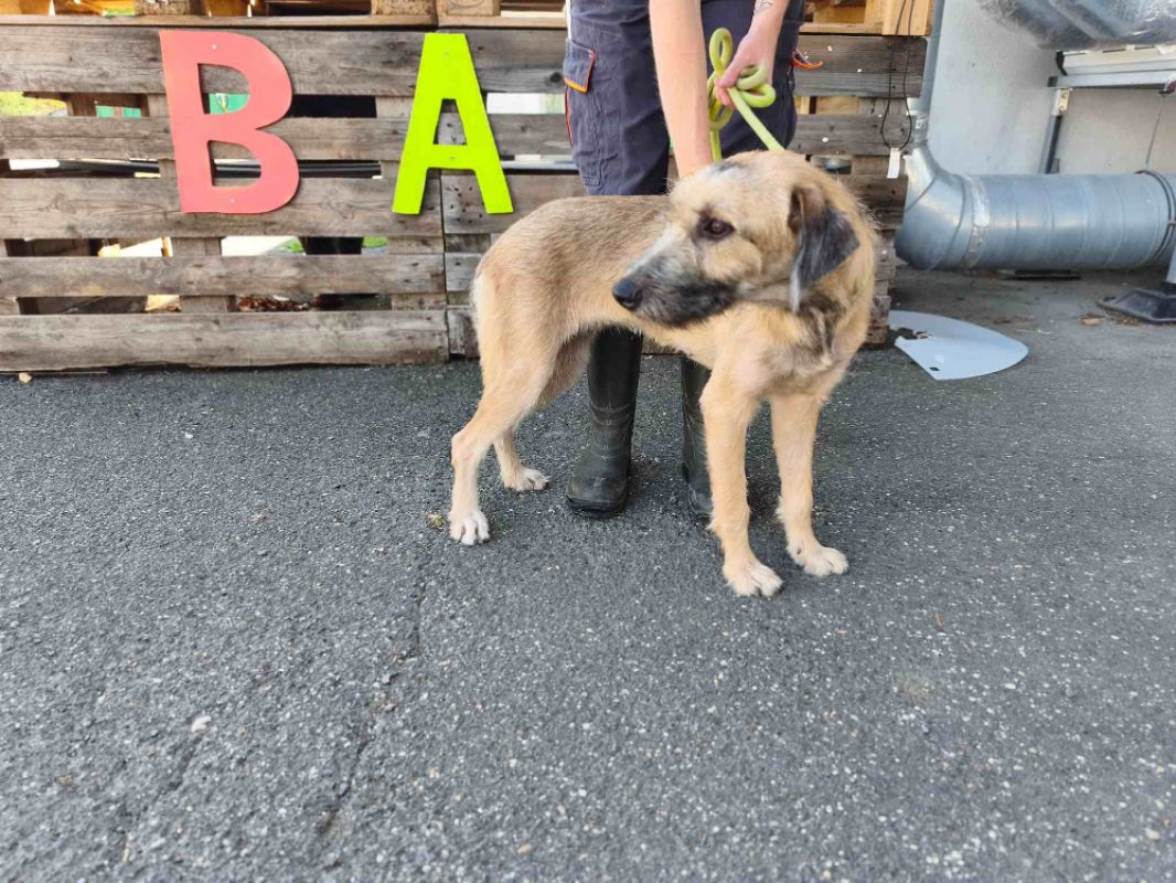 Biche - Chien Briquet Griffon Vendéen à adopter