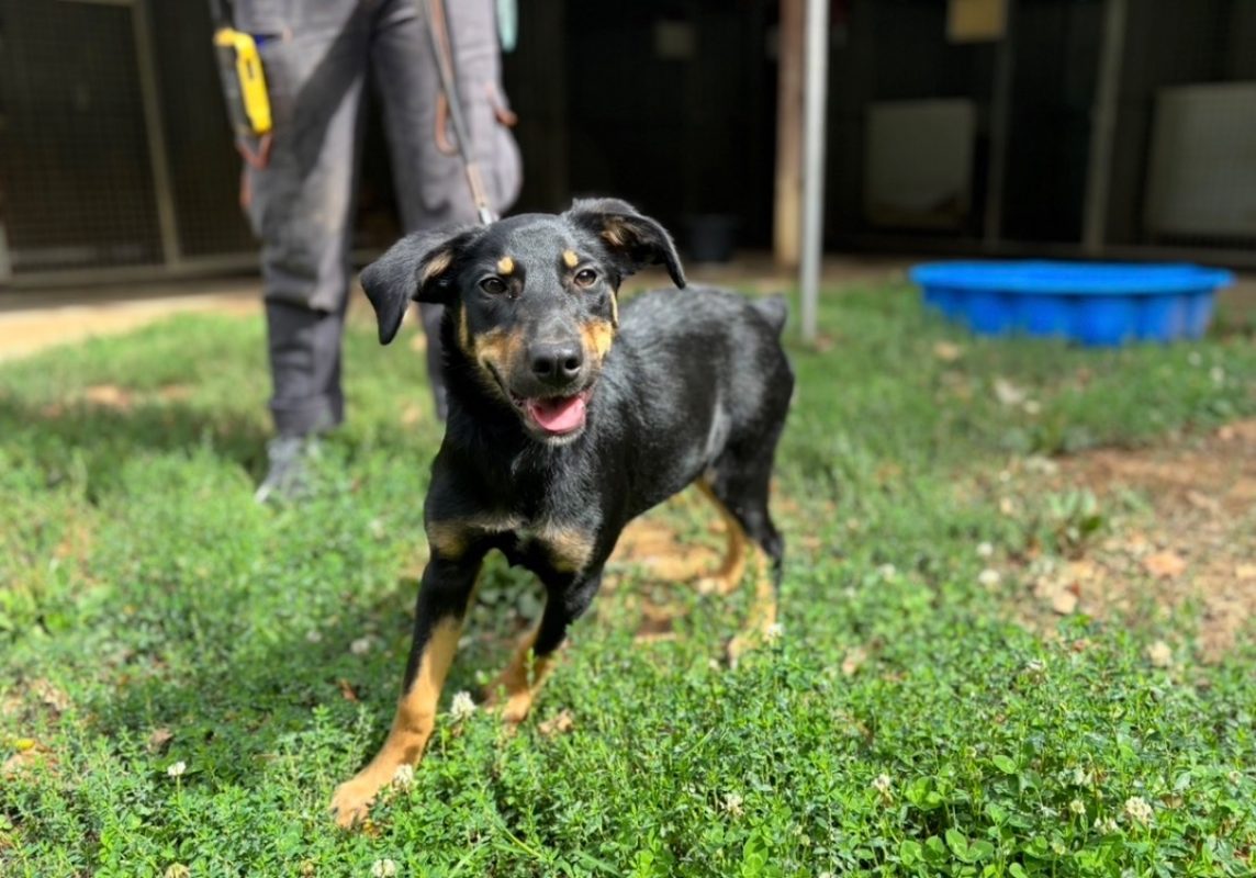 Lana - Chien à adopter - photo 2