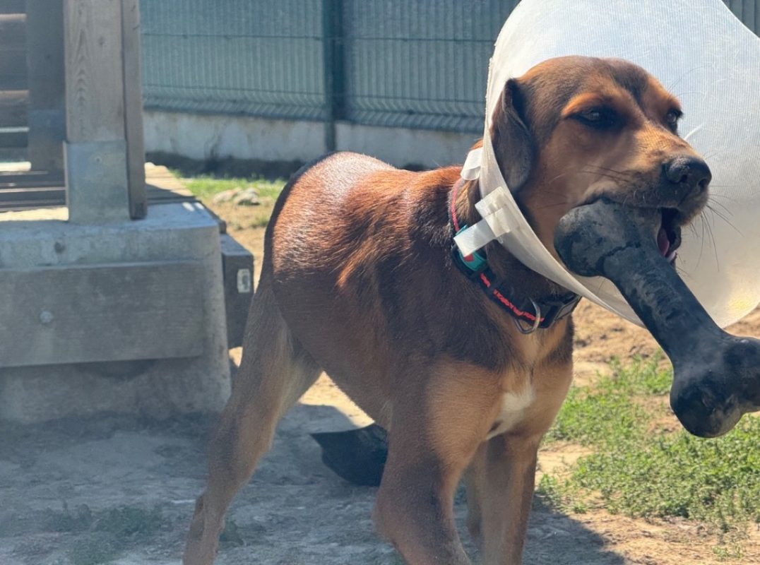 Argos - Chien à adopter