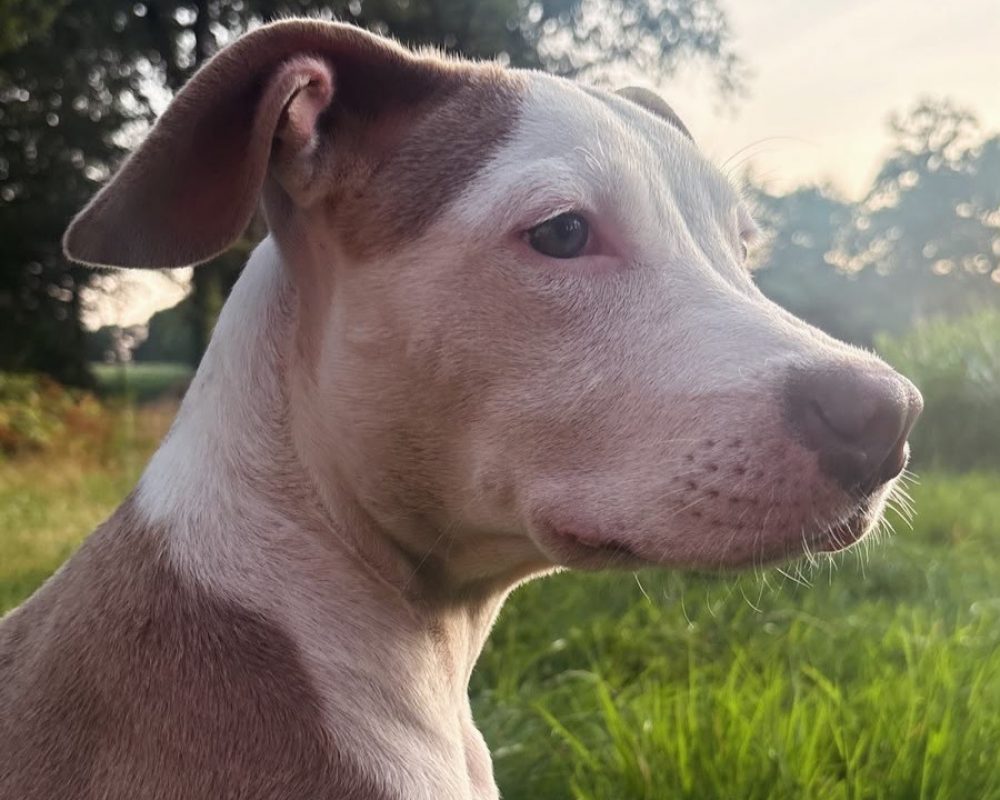 Coco - Chien à adopter