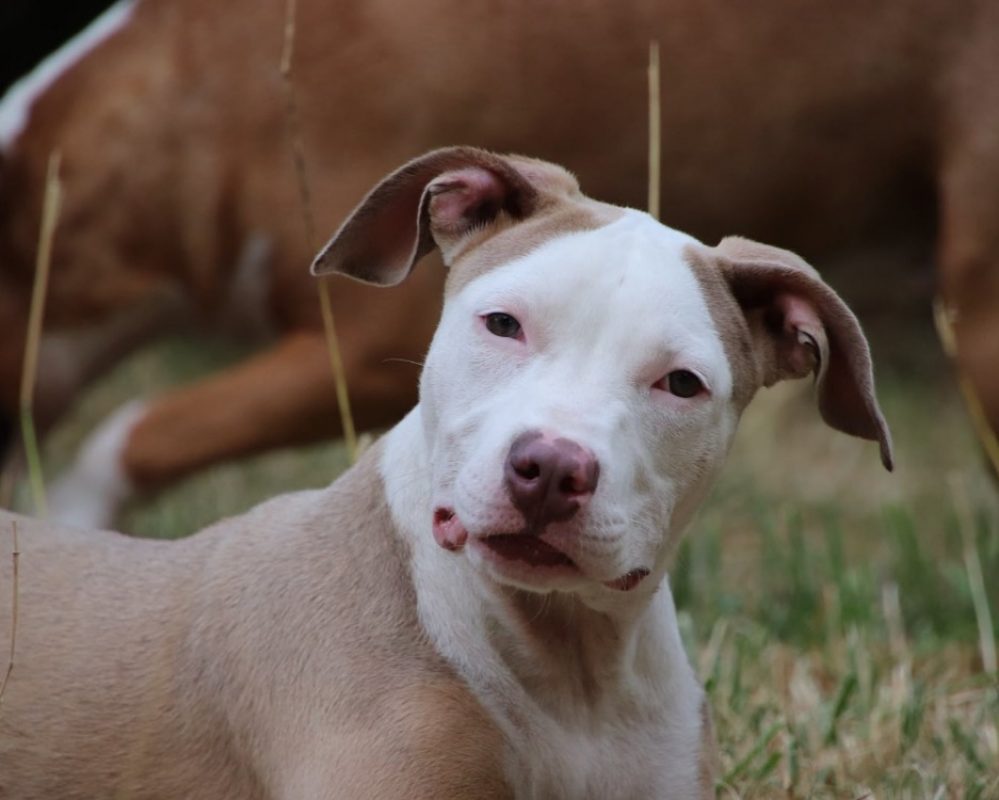 Coco - Chien à adopter - photo 3