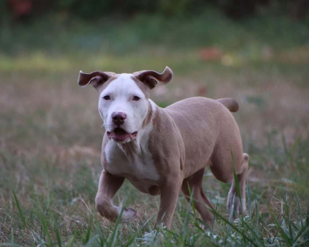 Coco - Chien à adopter - photo 4