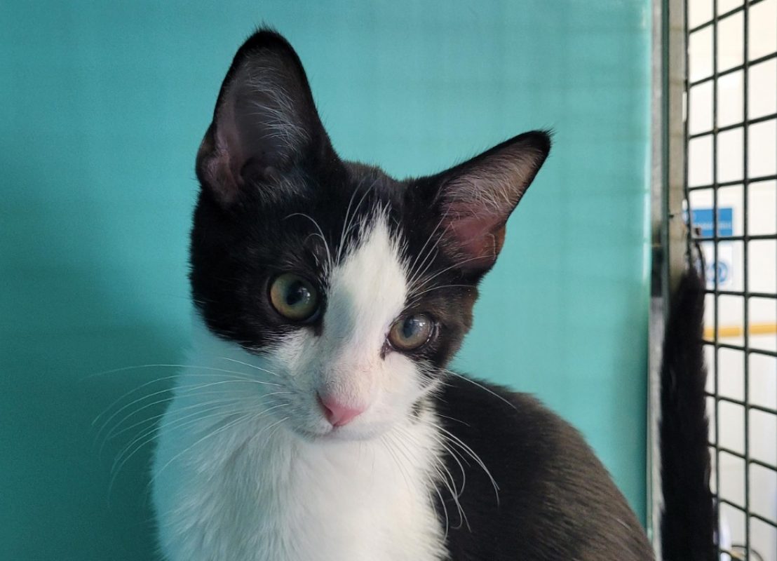 Yin - Chat Européen à adopter