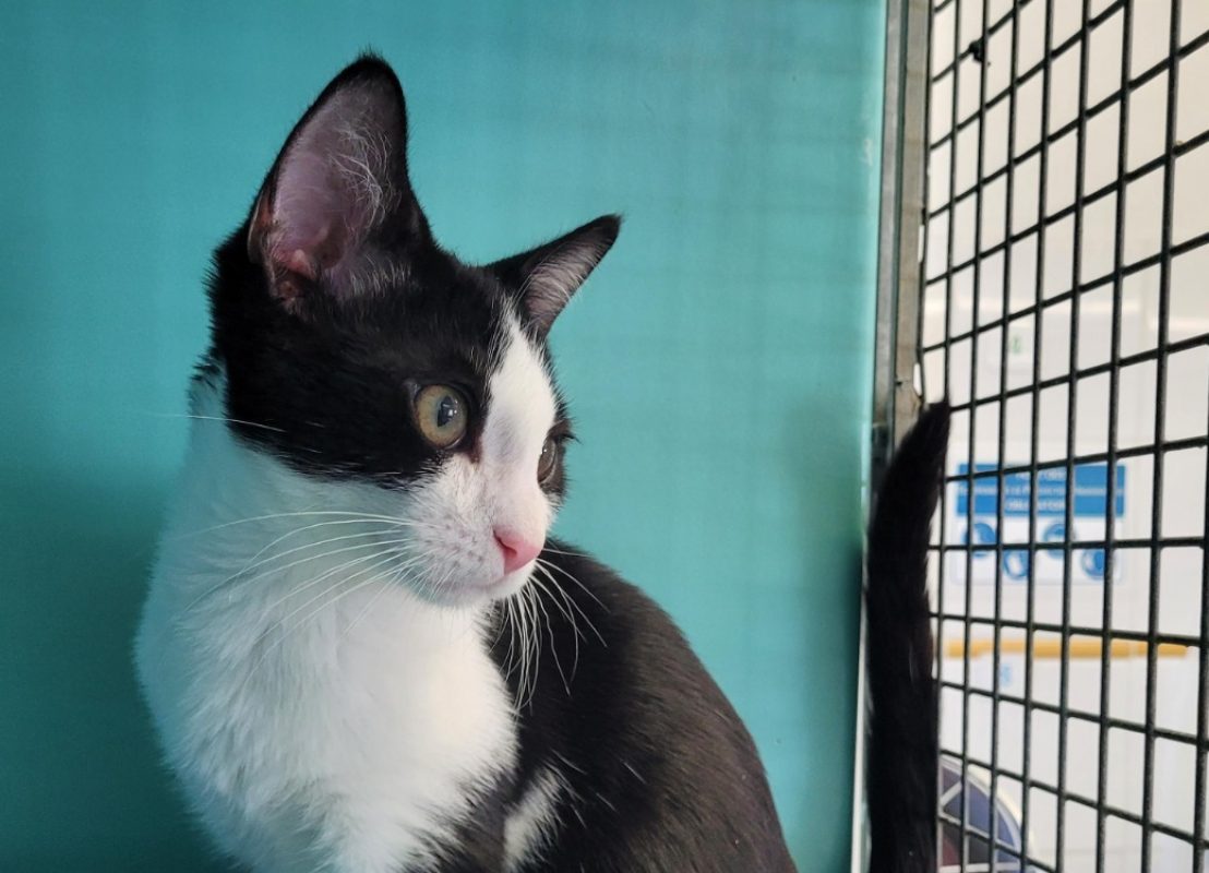 Yin - Chat Européen à adopter - photo 2