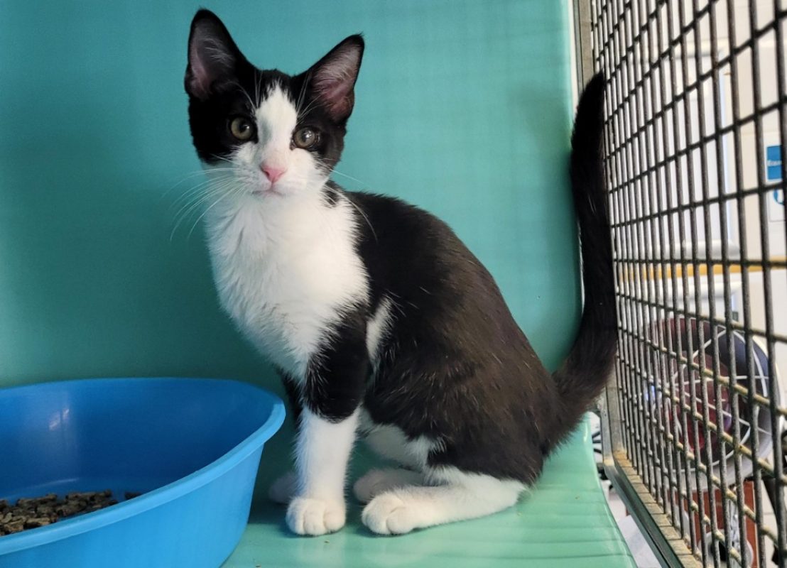 Yin - Chat Européen à adopter - photo 3