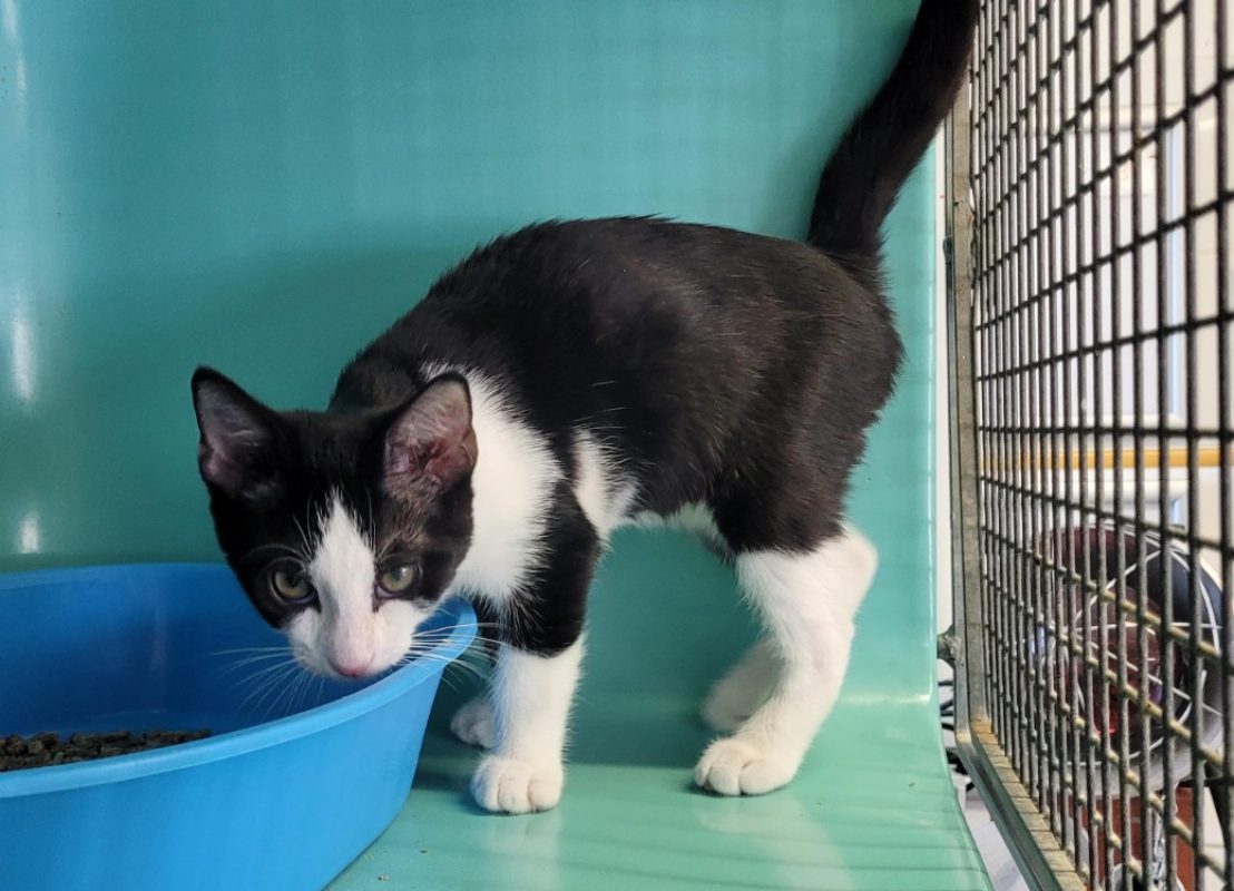 Yin - Chat Européen à adopter - photo 4