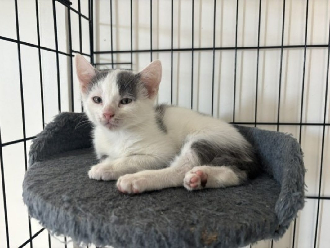Pepper - Chat Européen à adopter