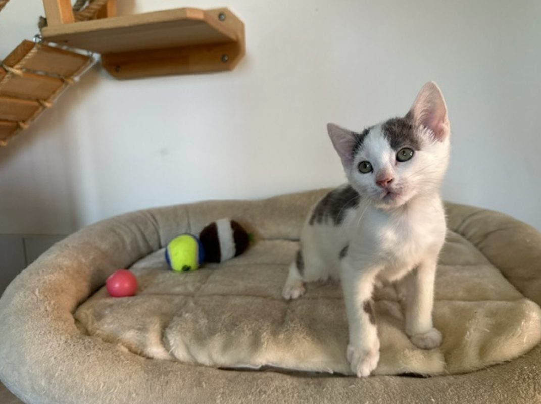 Pepper - Chat Européen à adopter - photo 2
