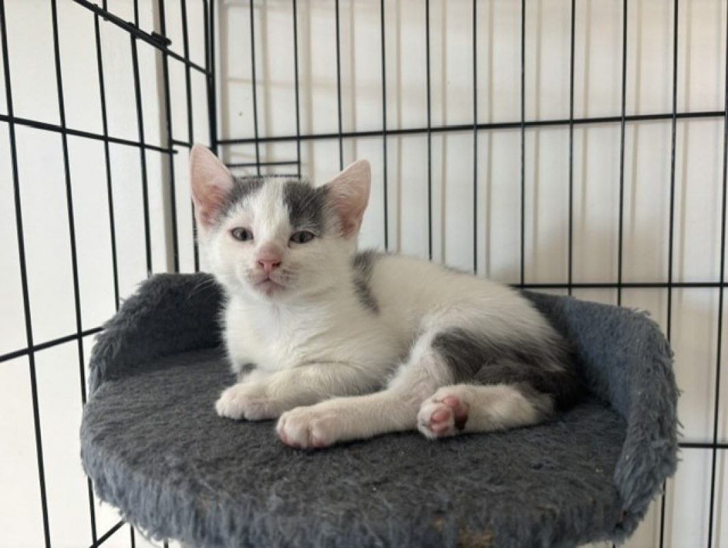 Pepper - Chat Européen à adopter - photo 3