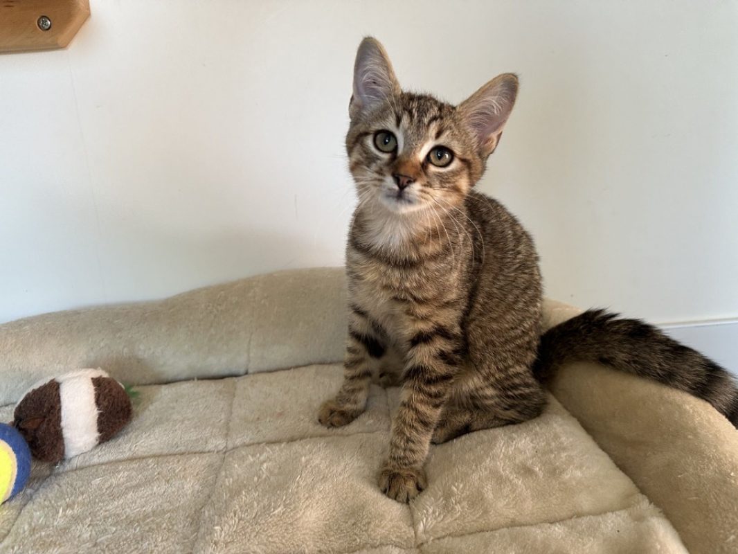Grizou - Chat Européen à adopter