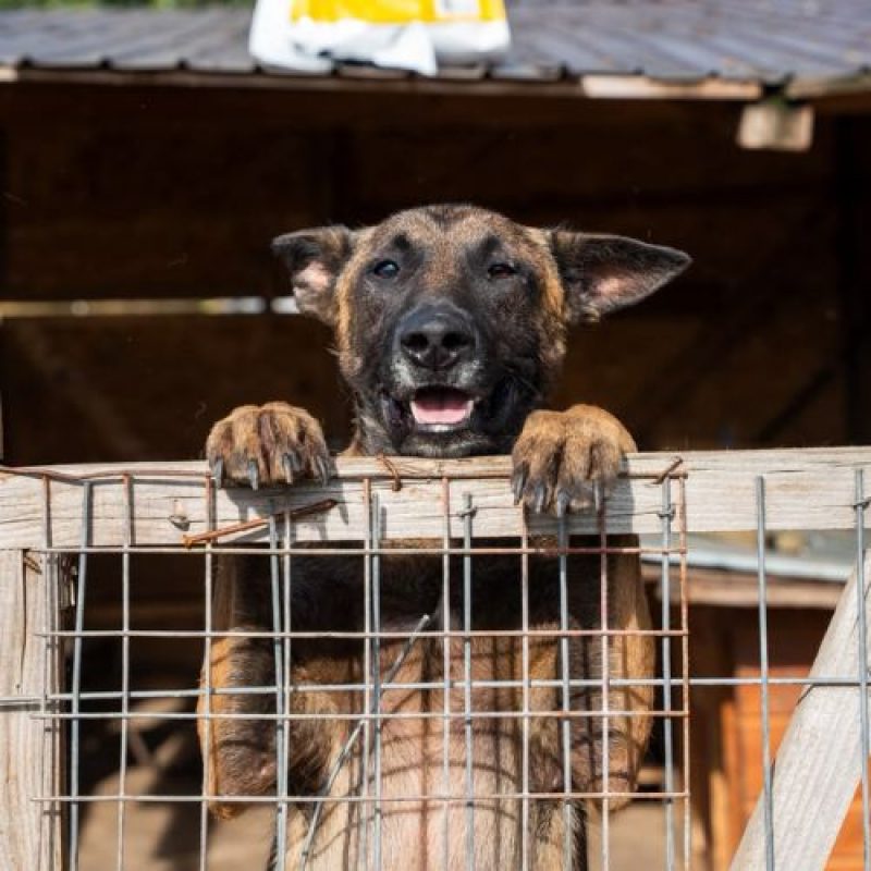 APACHE - Chien Berger Belge Malinois à adopter