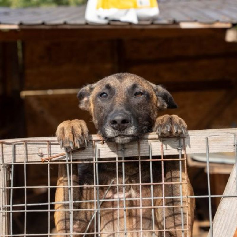APACHE - Chien Berger Belge Malinois à adopter - photo 3